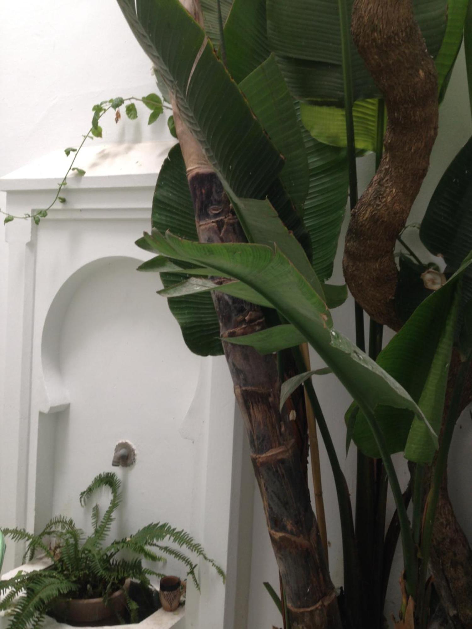 Villa Casabonita Asilah Esterno foto